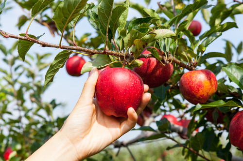 Where to Get Your September Apples in Long Island