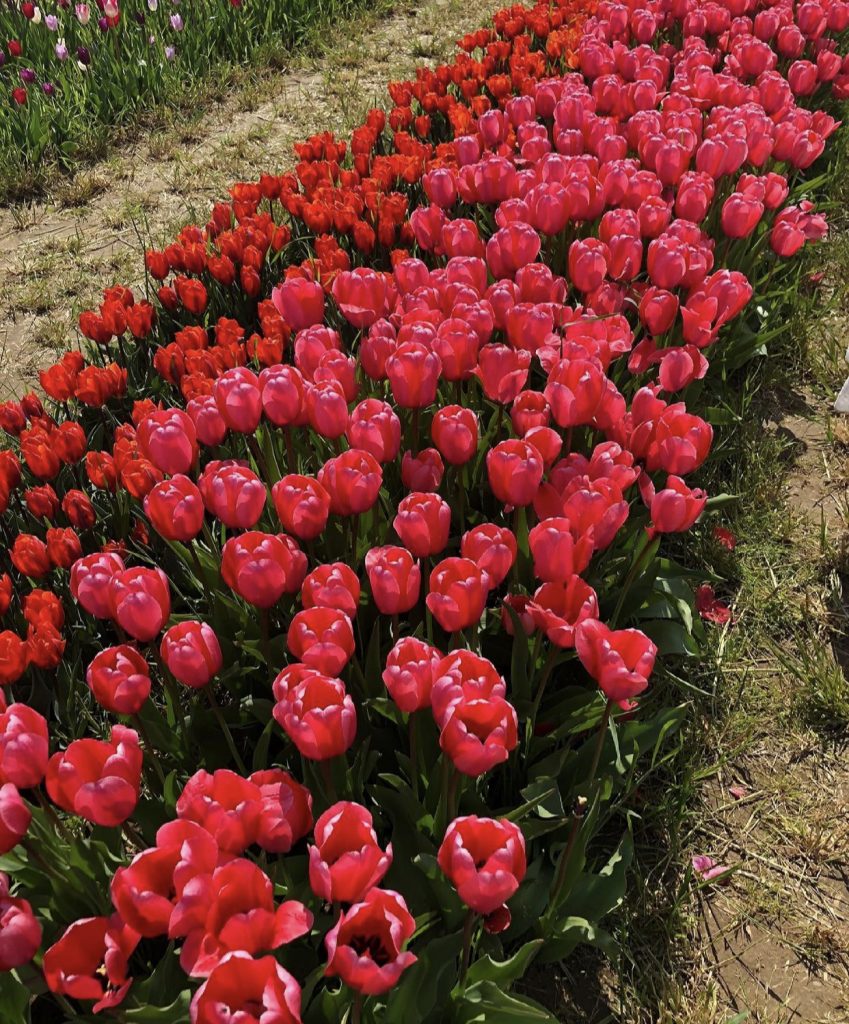 A Sensational Spring Destination on Eastern Long Island for All Ages