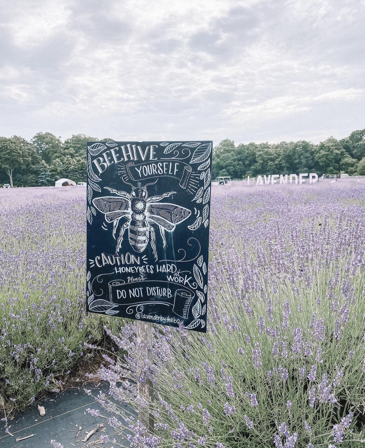 An Enchanting Lavender Field, Close To Home