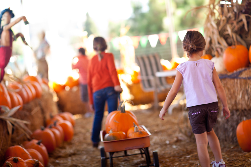 Where You Can Have a Day at the Farm Pumpkin Picking in Long Island